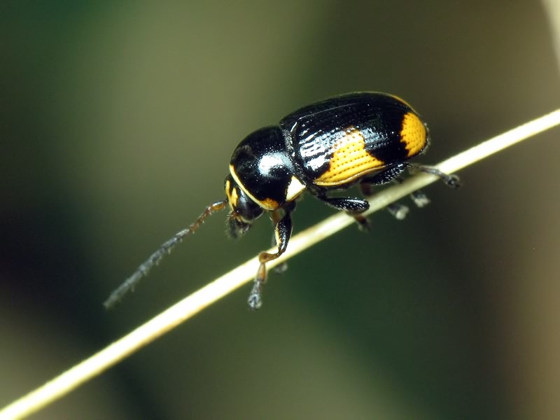 Cryptocephalus (Cryptocephalus) moraei (Linnaeus, 1758)